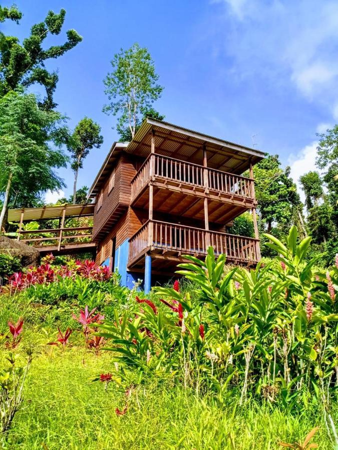 Вілла Roots Jungle Retreat Маріго Екстер'єр фото