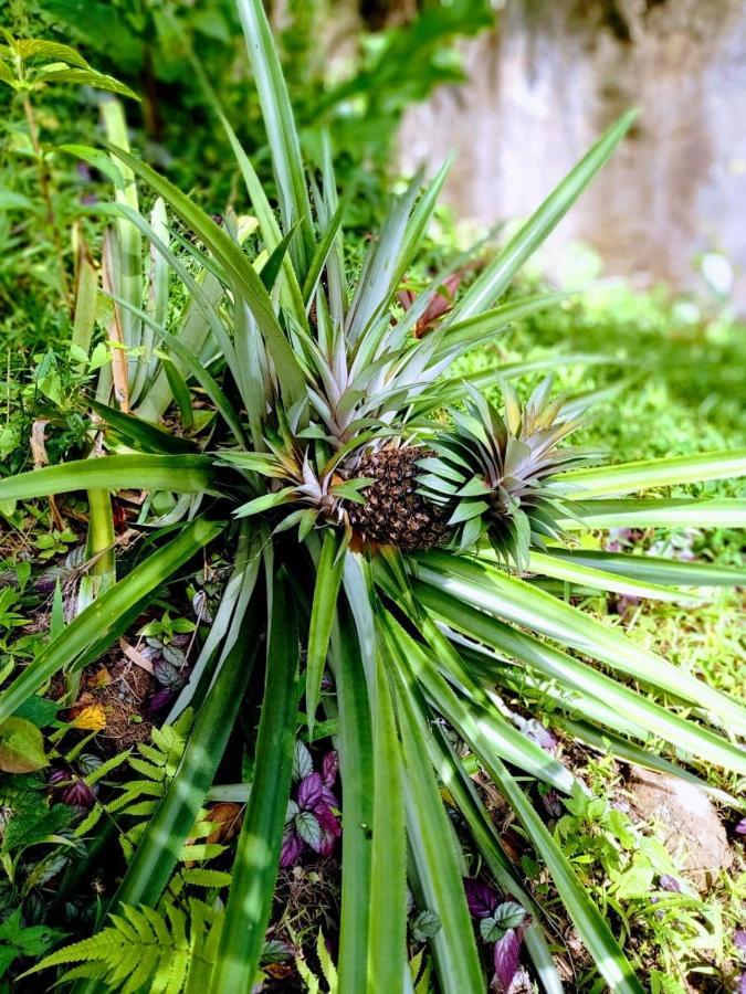 Вілла Roots Jungle Retreat Маріго Екстер'єр фото