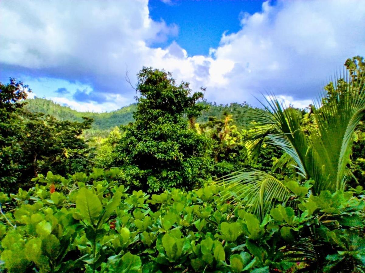 Вілла Roots Jungle Retreat Маріго Екстер'єр фото