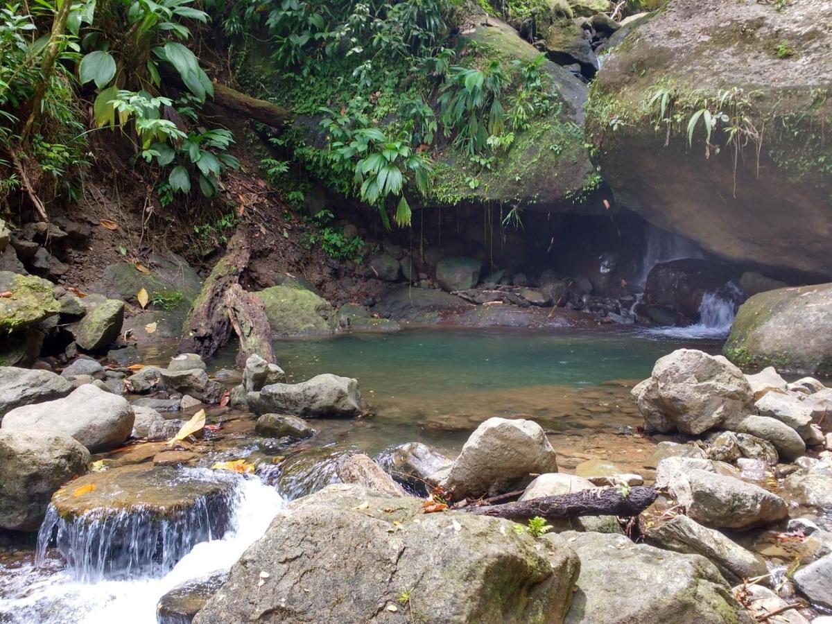 Вілла Roots Jungle Retreat Маріго Екстер'єр фото