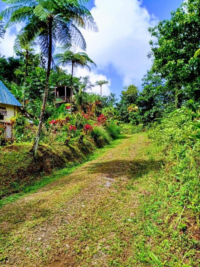 Вілла Roots Jungle Retreat Маріго Екстер'єр фото