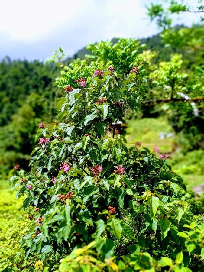 Вілла Roots Jungle Retreat Маріго Екстер'єр фото