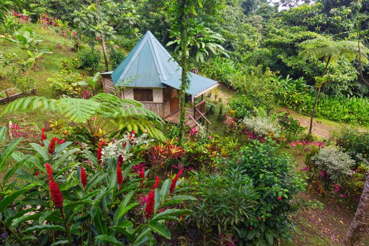 Вілла Roots Jungle Retreat Маріго Екстер'єр фото