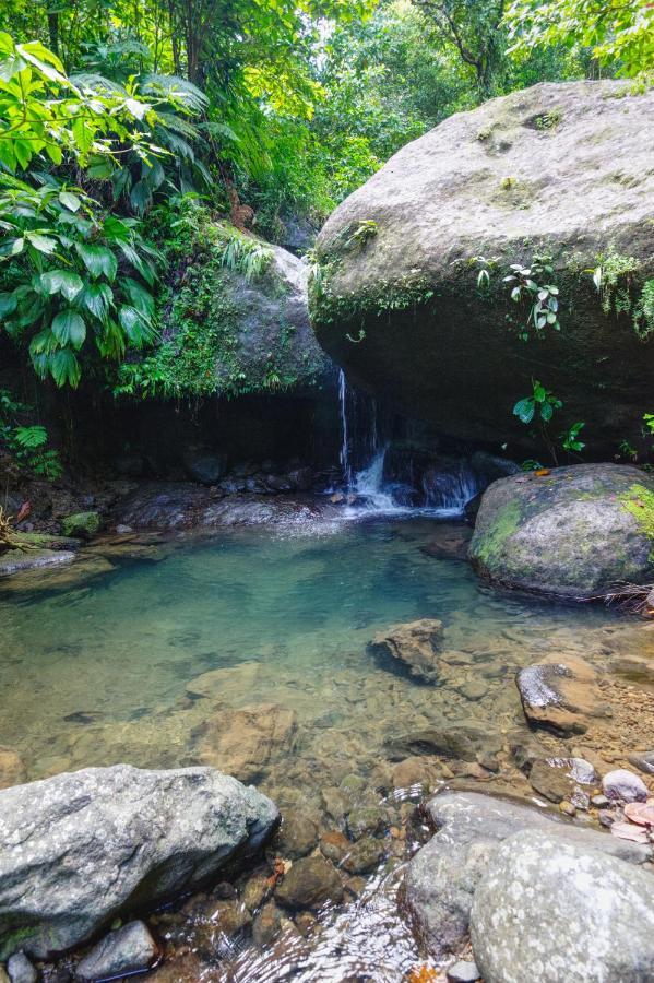 Вілла Roots Jungle Retreat Маріго Екстер'єр фото