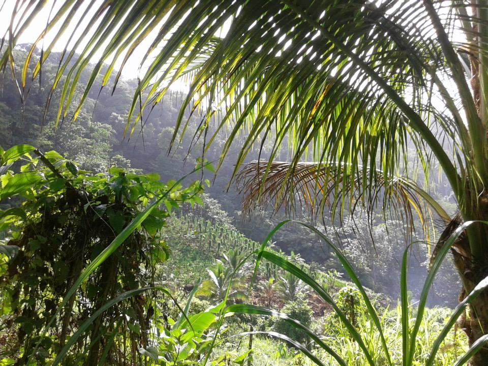 Вілла Roots Jungle Retreat Маріго Екстер'єр фото