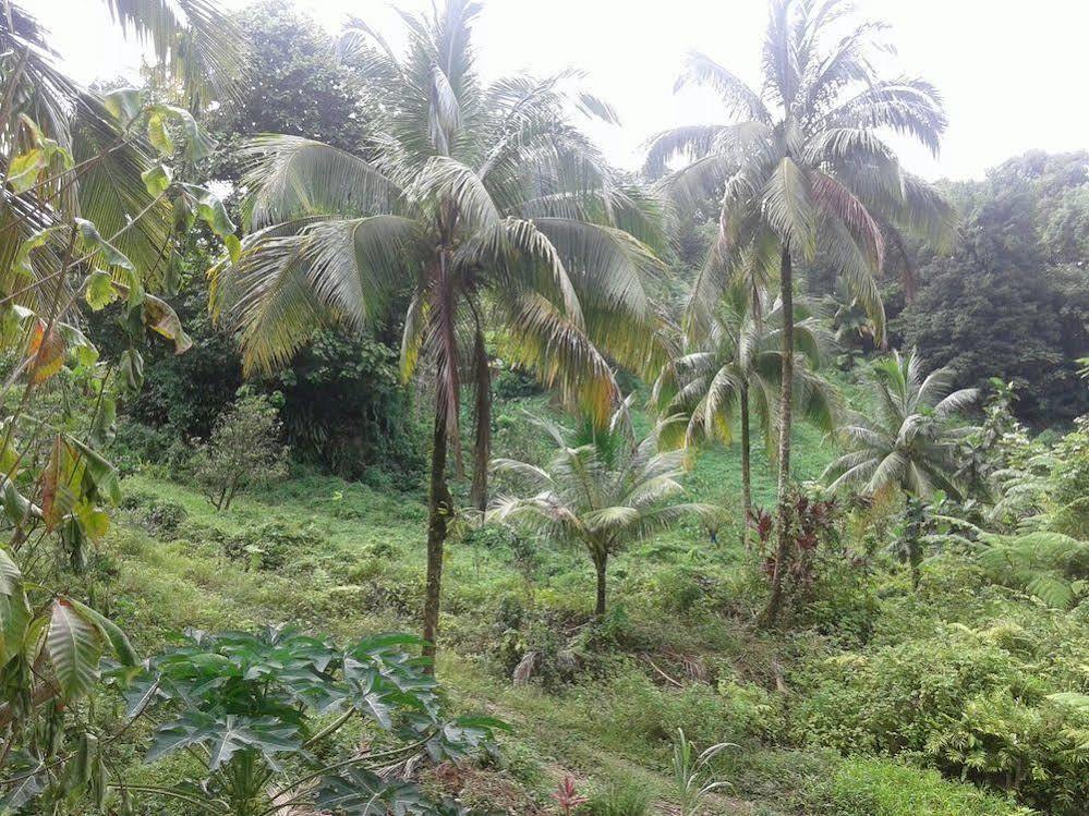 Вілла Roots Jungle Retreat Маріго Екстер'єр фото