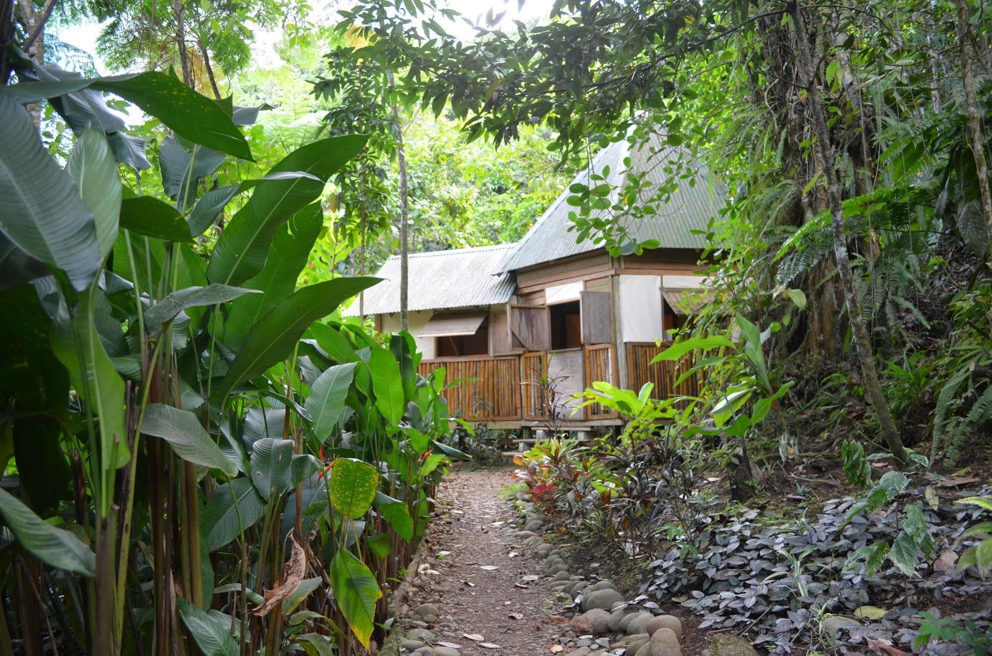 Вілла Roots Jungle Retreat Маріго Екстер'єр фото