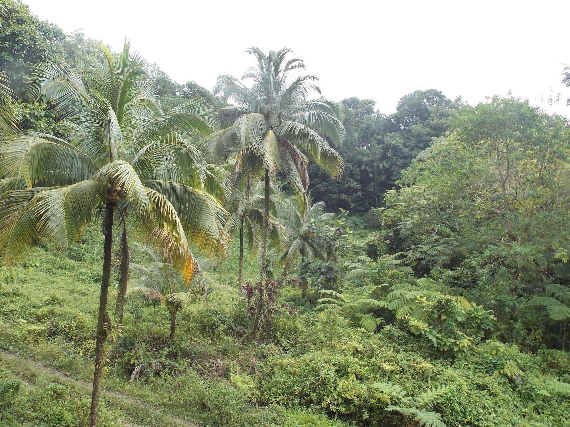Вілла Roots Jungle Retreat Маріго Екстер'єр фото
