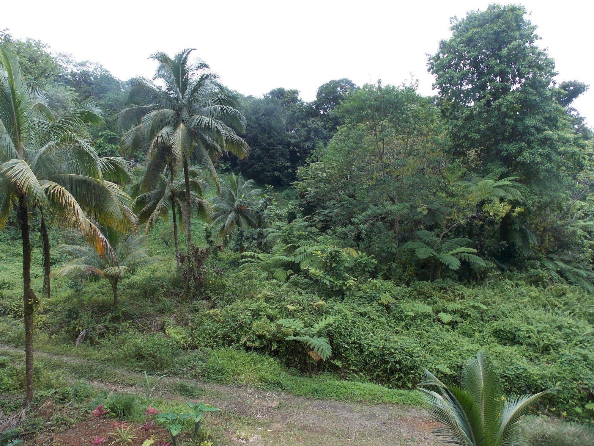 Вілла Roots Jungle Retreat Маріго Екстер'єр фото